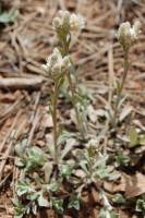 Antennaria parvifolia image