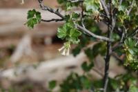 Ribes cereum var. cereum image