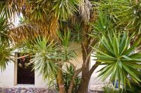 Image of Yucca gloriosa