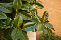 Image of Ficus elastica