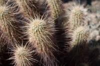 Echinocereus engelmannii image