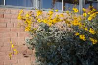 Encelia farinosa image