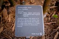 Phyllostachys vivax image