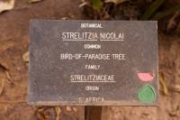 Strelitzia nicolai image