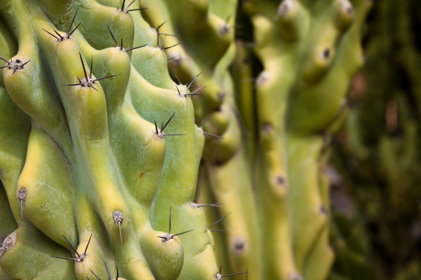 Cereus repandus image