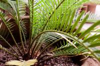 Cycas revoluta image