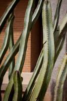 Pachycereus schottii image