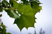 Platanus occidentalis image