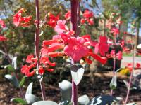 Penstemon parryi image