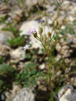 Aliciella hutchinsifolia image