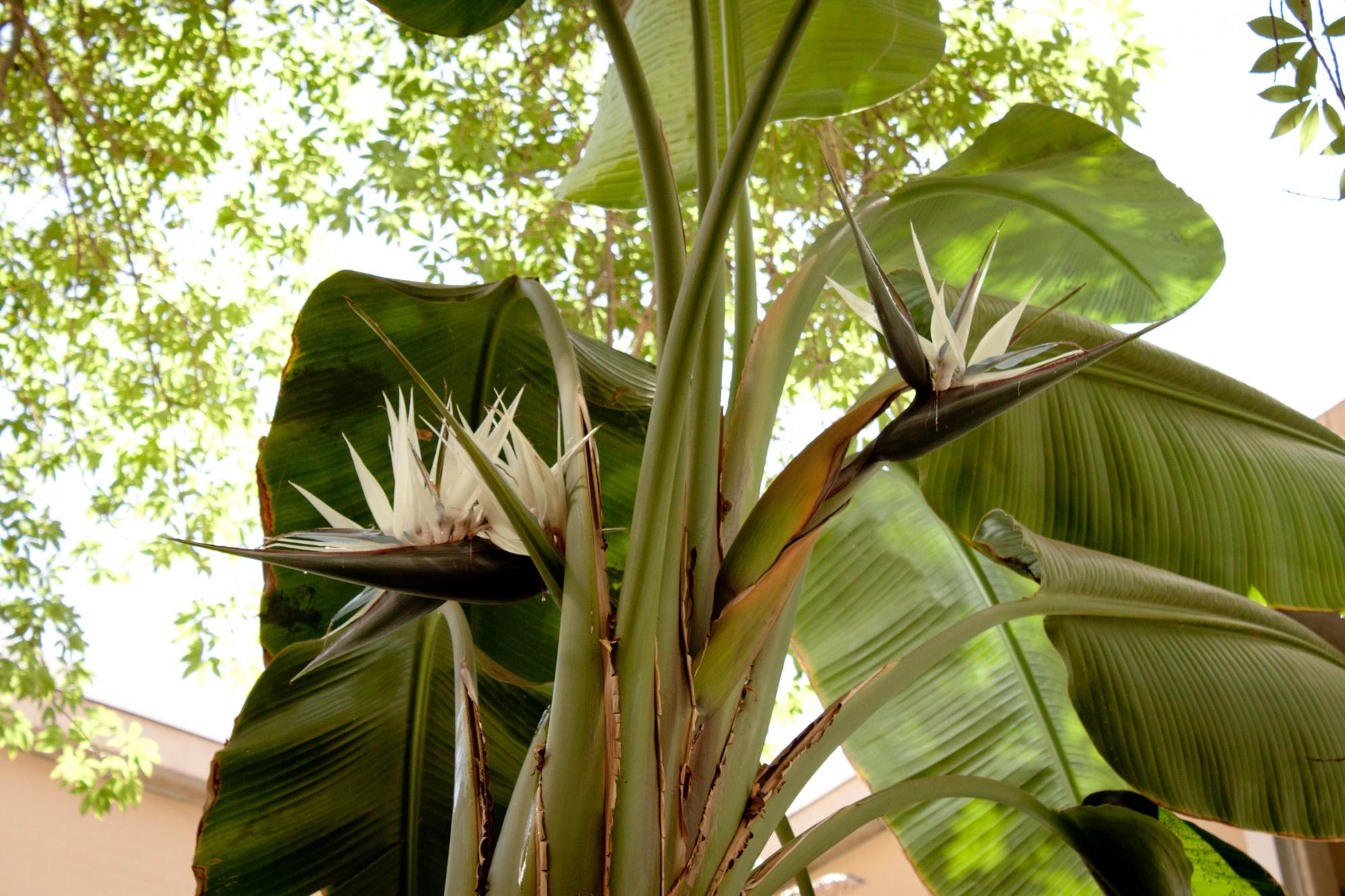 Strelitziaceae image