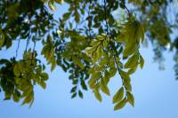 Image of Ulmus parvifolia