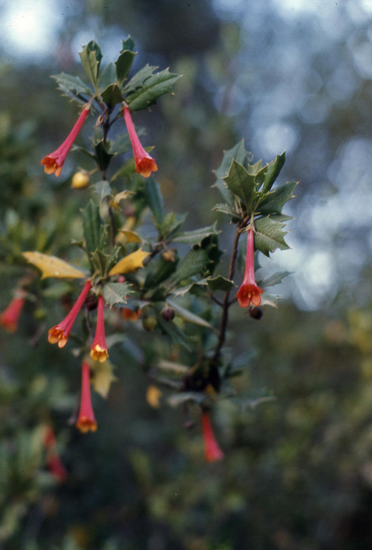 Desfontainia spinosa image