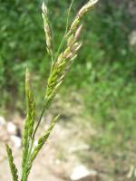 Eriochloa acuminata image