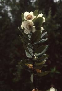 Eucryphia cordifolia image