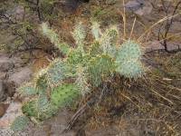 Opuntia engelmannii image