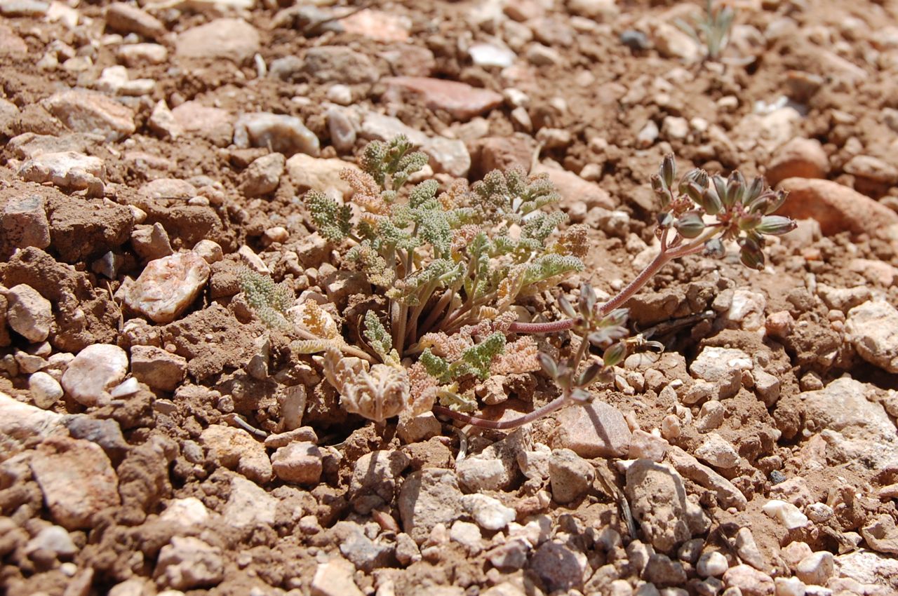 Lomatium foeniculaceum subsp. macdougalii image