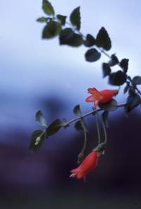Media resource of Mitraria coccinea