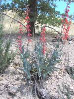 Penstemon eatonii image