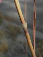 Sorghastrum nutans image