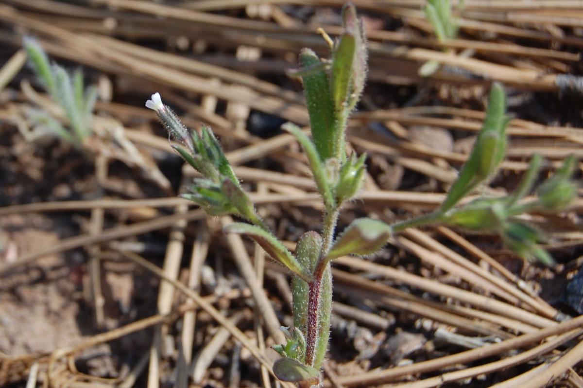 Phlox gracilis subsp. humilis image