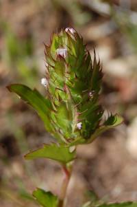 Dracocephalum parviflorum image