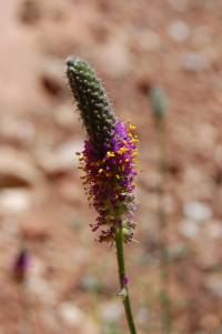 Dalea searlsiae image