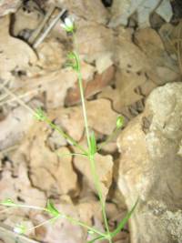 Arenaria lanuginosa var. saxosa image