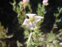 Oenothera coronopifolia image