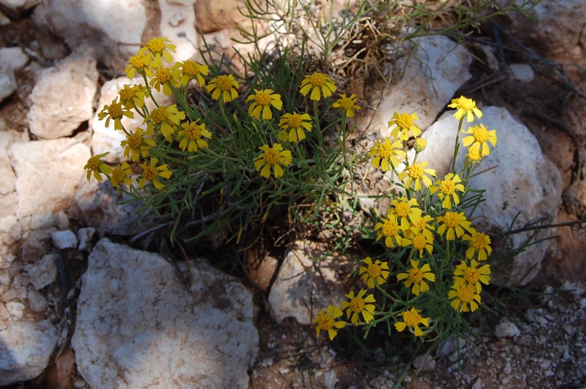 Hymenoxys richardsonii var. floribunda image