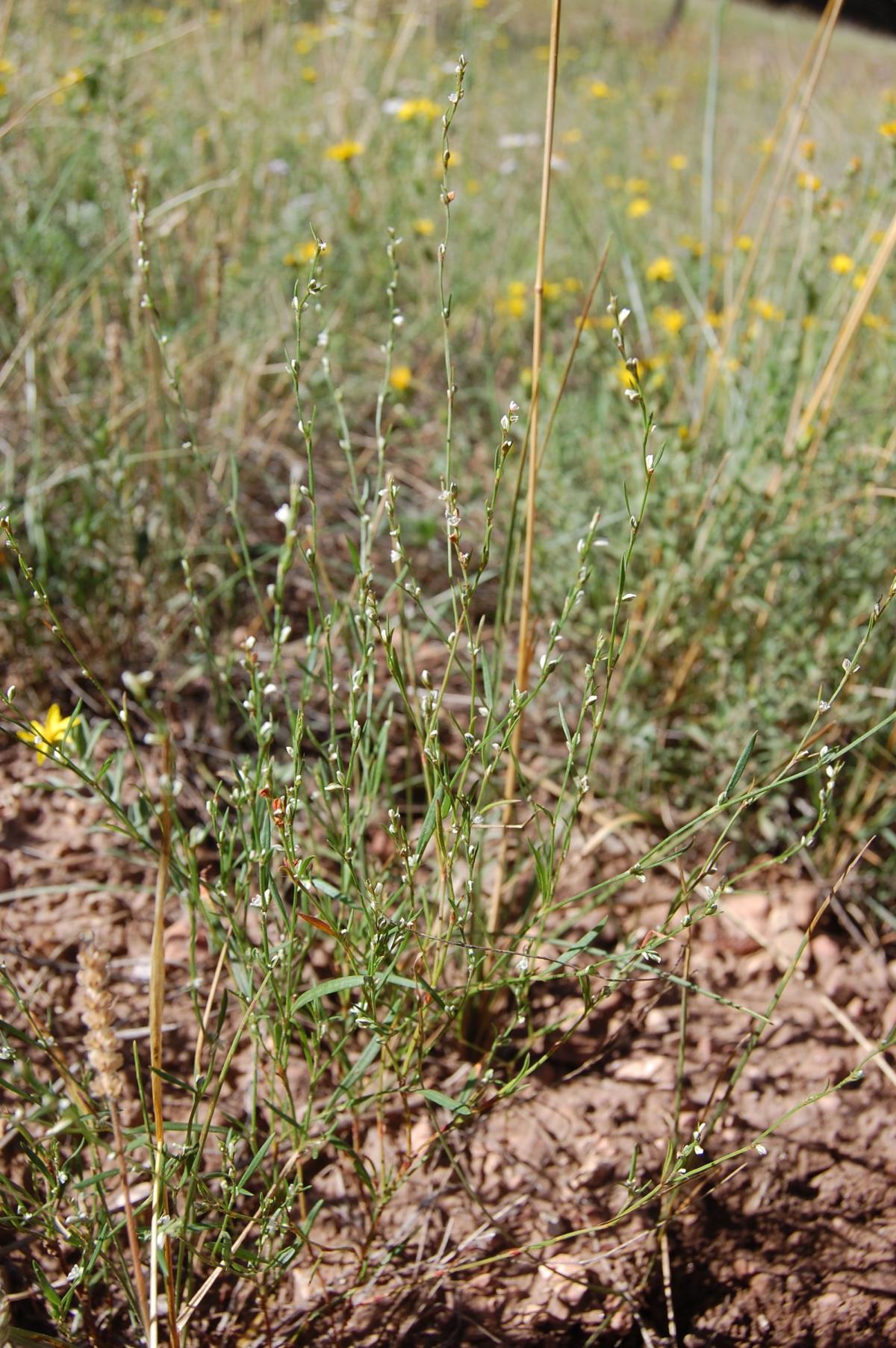 Polygonum sawatchense subsp. sawatchense image