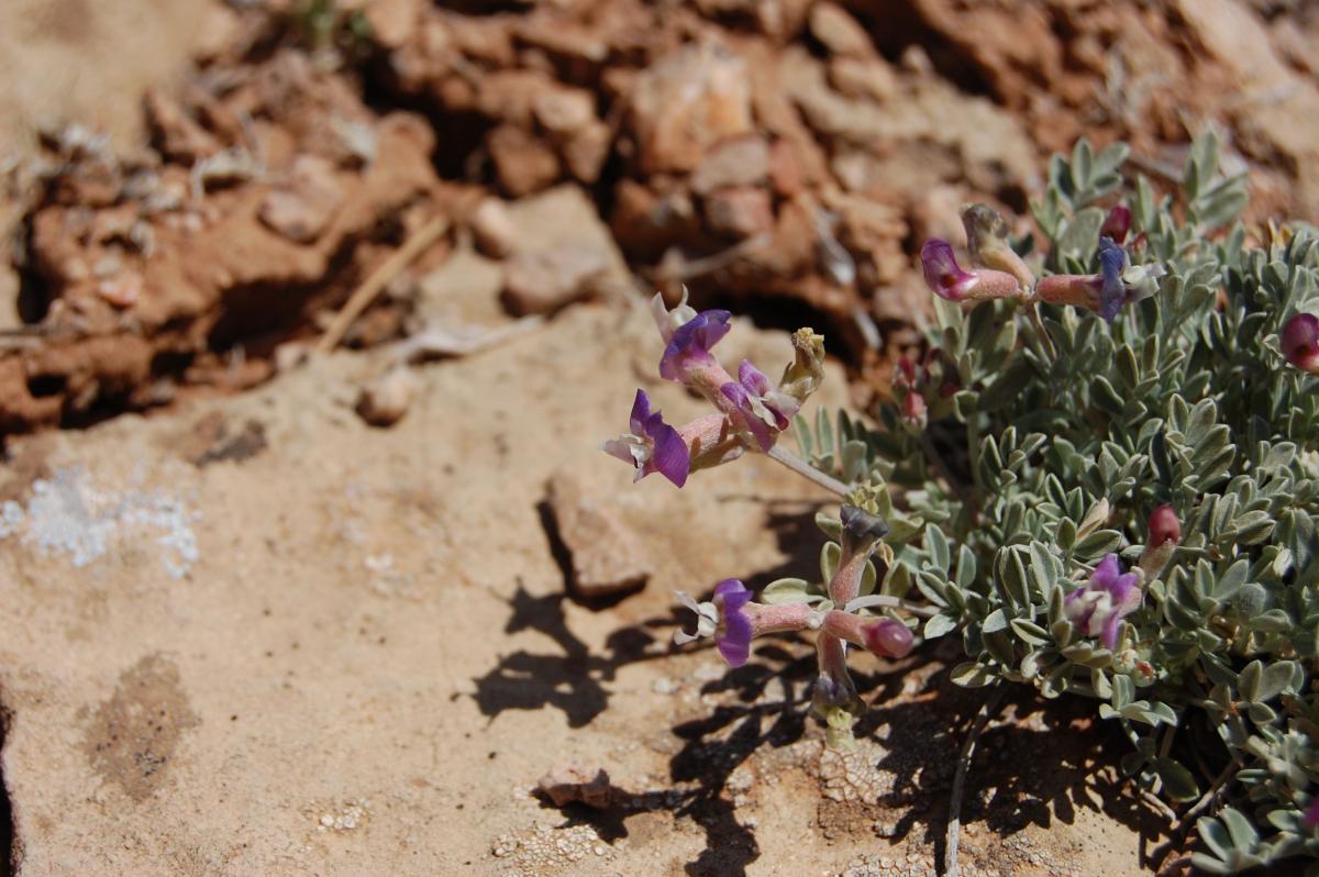 Astragalus calycosus var. scaposus image