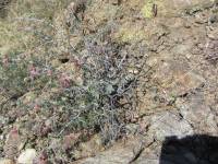 Calliandra eriophylla image