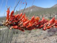 Fouquieria splendens image