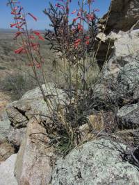 Penstemon subulatus image