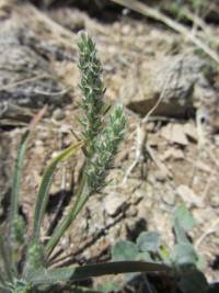 Plantago patagonica image