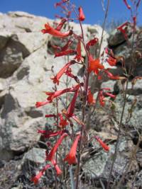 Penstemon subulatus image