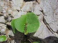 Claytonia perfoliata image