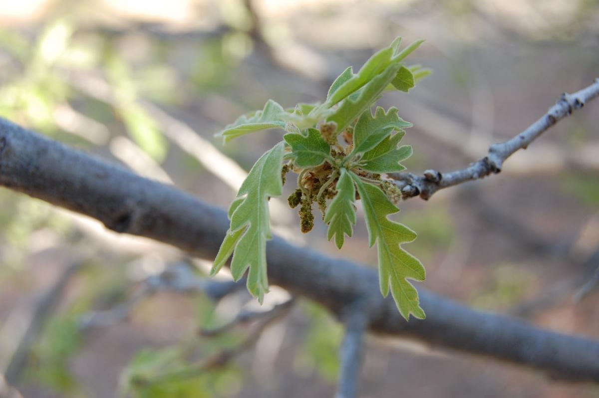 Quercus x undulata image