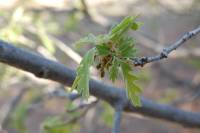 Image of Quercus x undulata