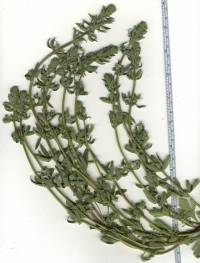 Teucrium cubense image