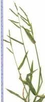 Eriochloa acuminata image