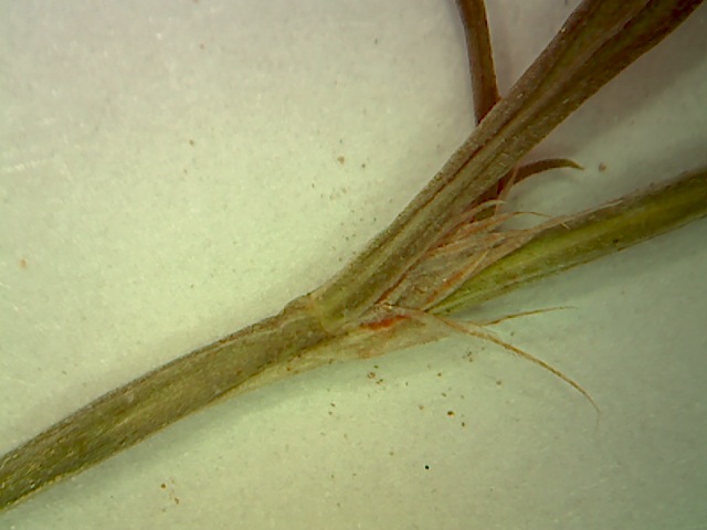 Polygonum sawatchense subsp. sawatchense image