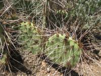 Opuntia phaeacantha image