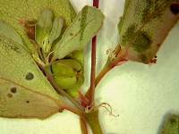 Image of Euphorbia neomexicana