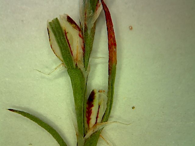 Polygonum sawatchense subsp. sawatchense image