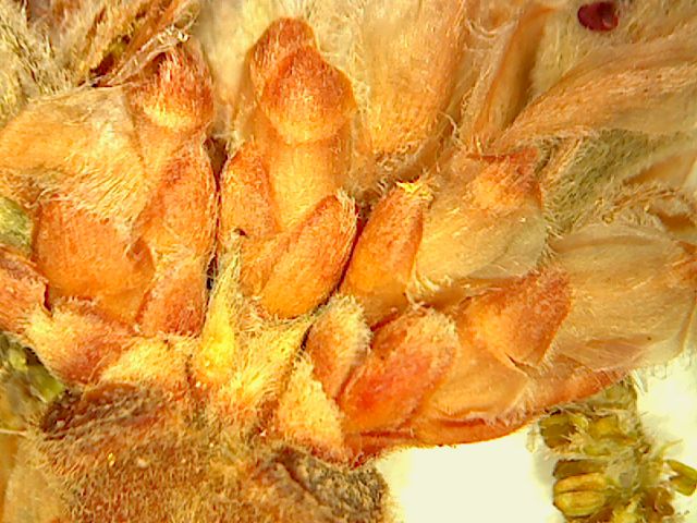 Quercus x undulata image