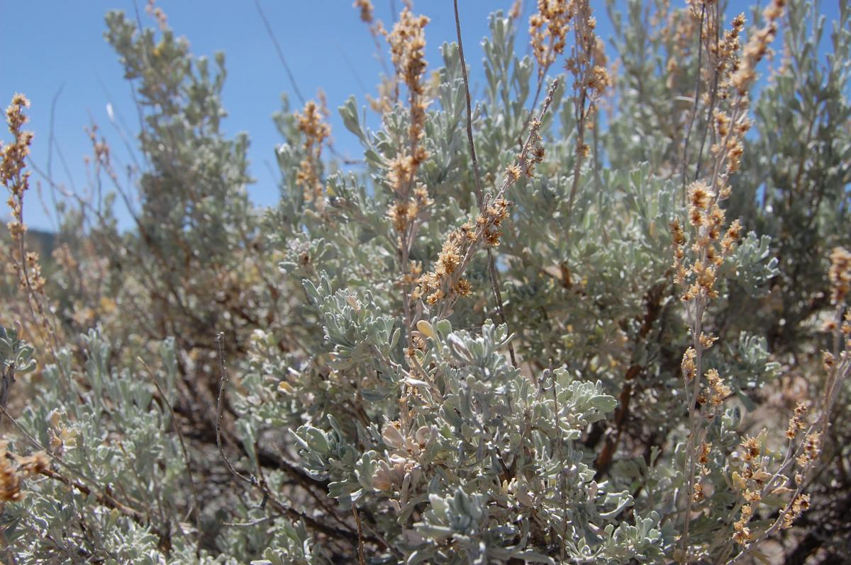 Artemisia tridentata subsp. tridentata image