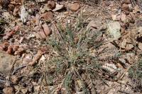 Astragalus tephrodes image