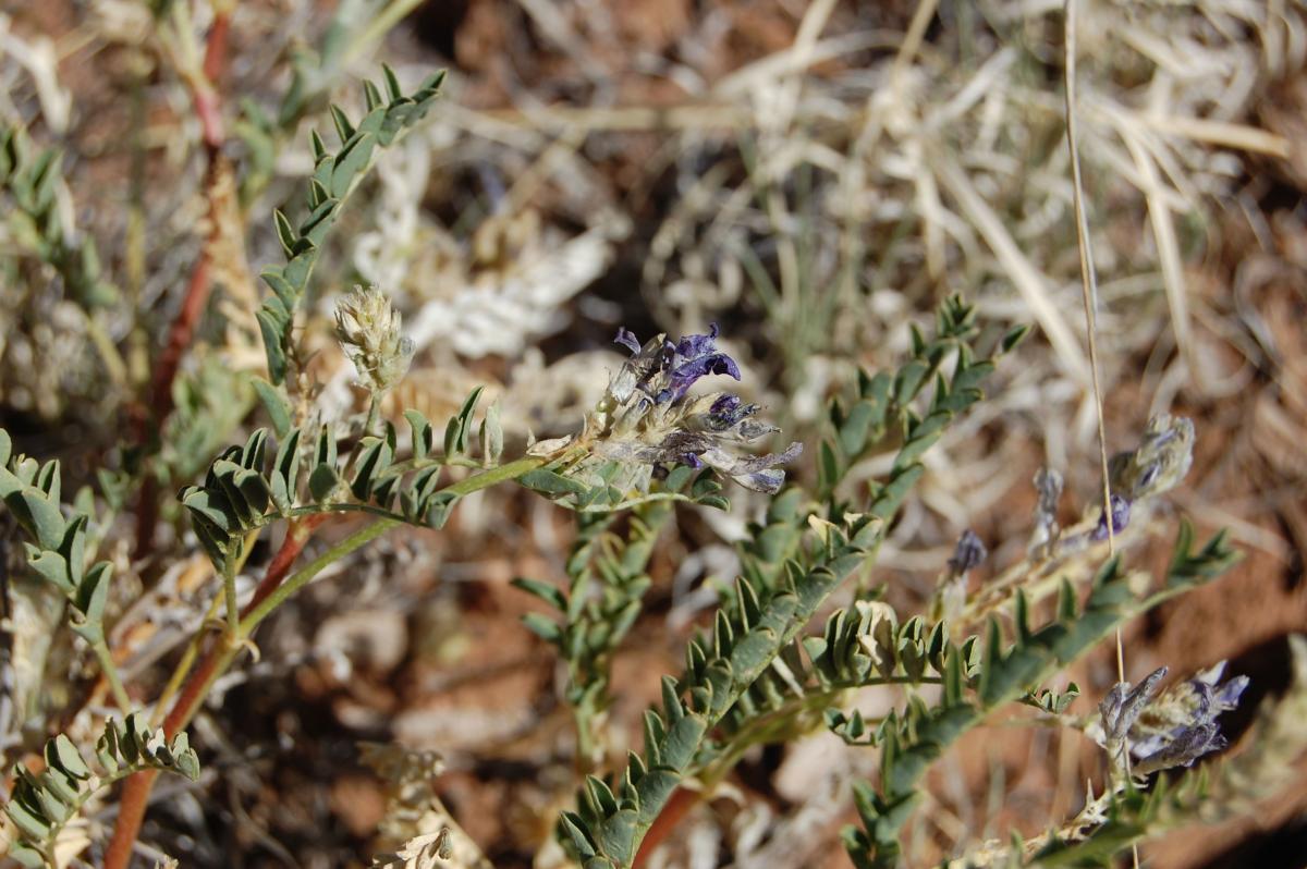 Astragalus lentiginosus var. vitreus image